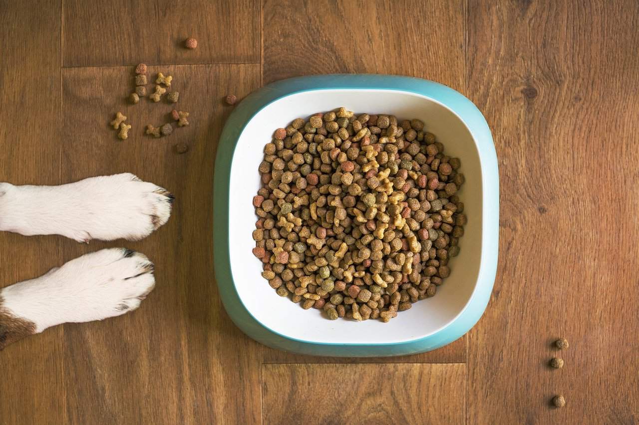 Dog, Food